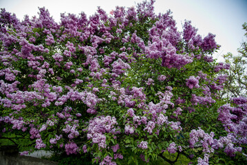 Fototapeta premium lilac aroma flowers in a botanical garden on sunny spring day