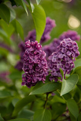 lilac aroma flowers in a botanical garden on sunny spring day	