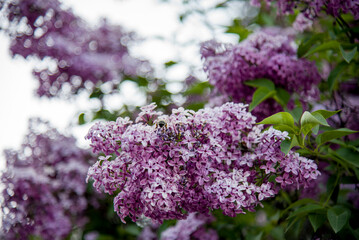 lilac aroma flowers in a botanical garden on sunny spring day