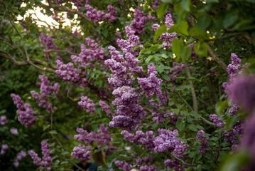 lilac aroma flowers in a botanical garden on sunny spring day	
