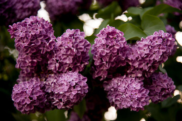 lilac aroma flowers in a botanical garden on sunny spring day