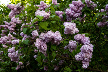 lilac aroma flowers in a botanical garden on sunny spring day