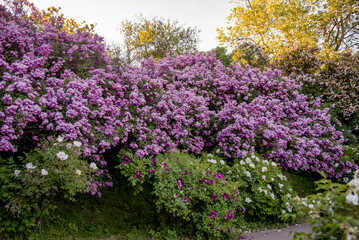 lilac aroma flowers in a botanical garden on sunny spring day