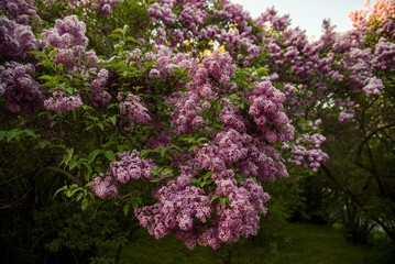 Fototapeta premium lilac aroma flowers in a botanical garden on sunny spring day