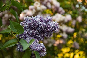 lilac aroma flowers in a botanical garden on sunny spring day	
