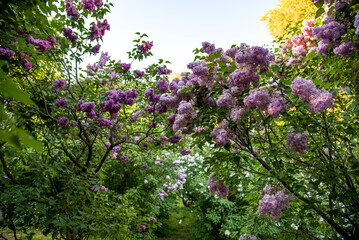 Fototapeta premium lilac aroma flowers in a botanical garden on sunny spring day