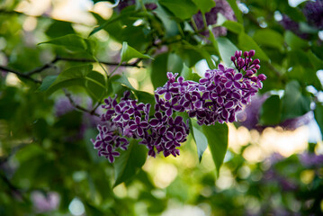 lilac aroma flowers in a botanical garden on sunny spring day