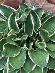 Fototapeta premium Green leaves