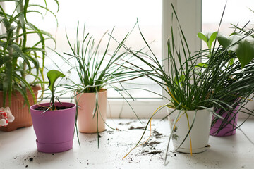 An inverted flower pot with soil and plant on white windowsill indoors among house plants. Selective focus.