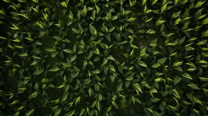 dense green foliage background