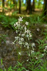 Nottingham catchfly flower (Silene nutans) growing in the forest in spring