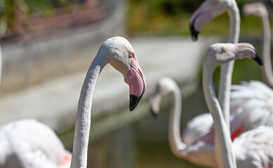close up of a pink flamingo