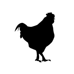 Beautiful black chicken vector silhouette art.This is an editable vector file.
