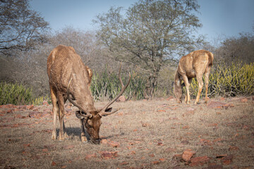 Scenic view of deer in Ranthambore National Park, Sawai Madhopur, Rajasthan, India