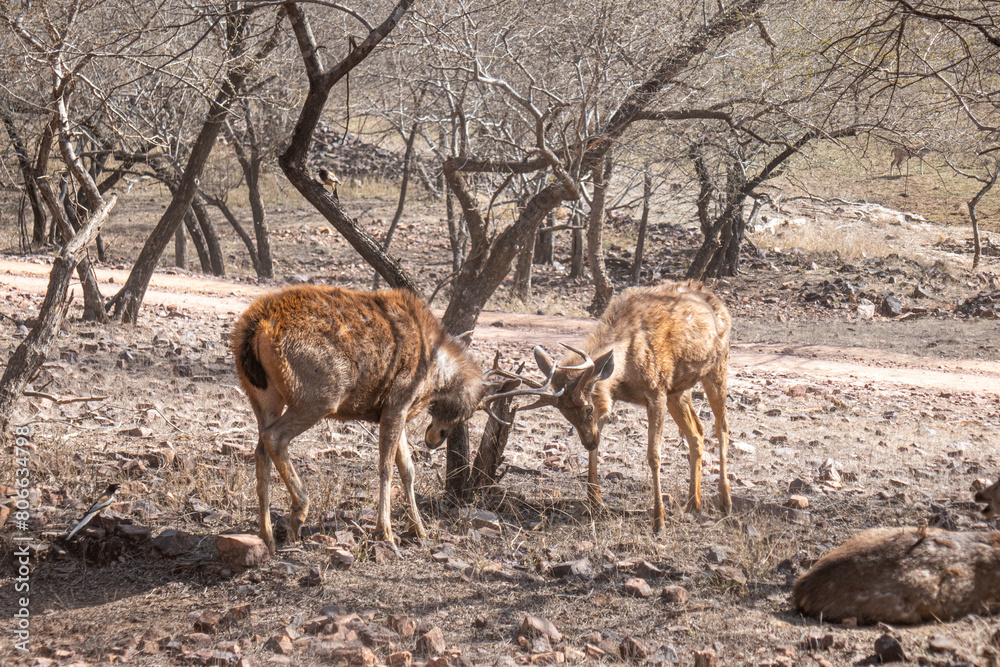 Sticker Scenic view of deer in Ranthambore National Park, Sawai Madhopur, Rajasthan, India