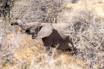 Closeup of an adult African Desert Elephant - Loxodonta Africana- grazing on the plains of Etosha...