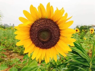 Obraz premium Country side photo.