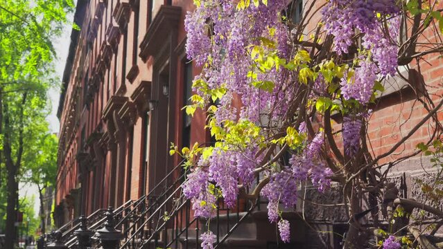 NEW YORK, NEW YORK - USA MAY 3 2024: Wisteria Vines blooms on walls of the Apartment buildings among growing fresh green trees around the Abe Lebewohl Triangle in East Village in New York City.
