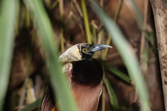 Wild bird of paradise small (Paradisea minor)