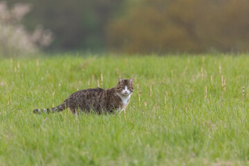 Katze in der Abendsonne