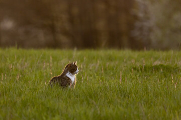 Katze in der Abendsonne