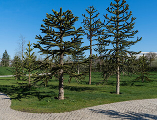 Spiky green Araucaria araucana, monkey puzzle tree, monkey tail tree, or Chilean pine in landscape city park Krasnodar or Galitsky Park in sunny spring 2024