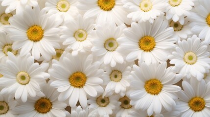 beautiful white daisy flowers in full bloom