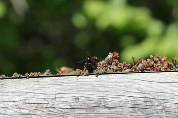 Big black bee (Xylocopa violacea)
