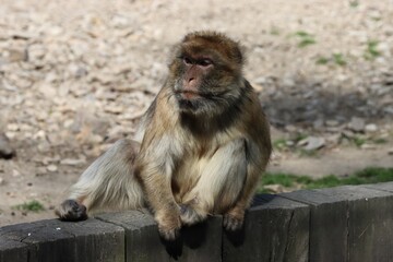 Male macaca ape sitting at wall