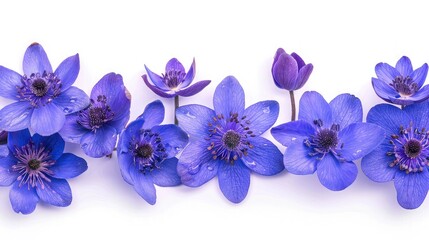 First spring flowers, Anemone hepatica isolated on white background, Border of blue violet wild forest flowers liverwort,blue delphinium flower isolated on white background