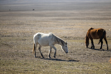 Obraz premium Majestic Equines Upon the Dry Grass Highlands