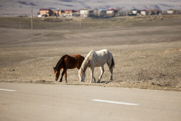 Majestic Horses Gracefully Posing Alongside Mountain Road