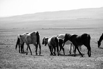 Majestic Herd: Horses Gracefully Crossing Dry Grass Field