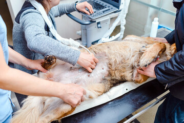 Dog having ultrasound scan in a vet clinic. Veterinarian. A pregnant dog is examined in an animal...
