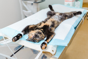A young kitten is lying in the veterinary operating room after surgery. The kitten is lying...