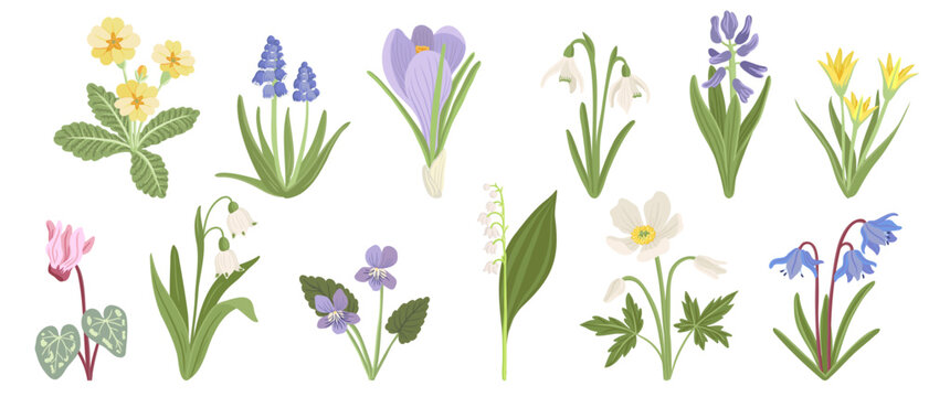 spring flowers, vector drawing wild flowering plants at white background, floral elements, hand drawn botanical illustration