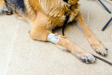 Pet oncology. German shepherd dog is in the animal hospital receiving chemotherapy.