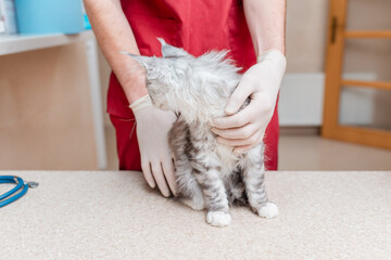 Young kitten Siberian Maine Coon purebred cat examined by a veterinarian in a veterinary animal hospital.