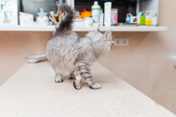 Purebred kitten is waiting on the table for vet examination in animal hospital. Purebred Siberian...