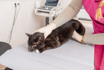 A veterinarian examines the abdomen of a black cat at the veterinary clinic.