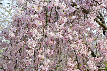甲山森林公園の桜