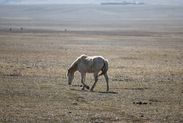 Obraz premium Majestic White Horse Grazing on Arid Mountain Grassland