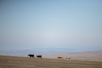 Majestic Herd of Cattle Trekking Through Golden Grassland