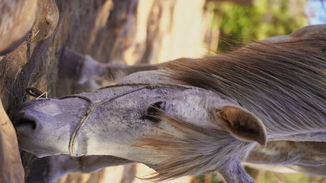 Close-up White horse in paddock, eating hay, pasture in forest mountain rock, rancho outside. Farm animal mare. Vertical