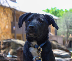 black labrador puppy