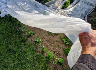 growing strawberries on the farm in the field. double rows of growing seedlings are covered with...