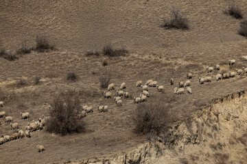 Harmony in Movement: A Majestic Herd of Sheep and Rams Roaming the Georgia Grasslands