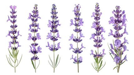 Lavender flowers isolated on white background,Set of blossoming Lavender  leaves, Clipping paths, shadows separated, infinite depth of field, Design elements ,Watercolor botanical set