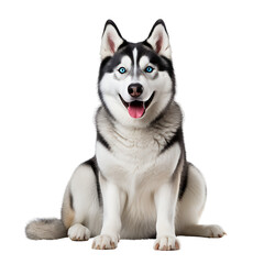 siberian husky puppy on transparent background PNG