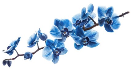 orchid branch with blue flowers isolated on white background,Phalaenopsis blue flowers on white isolated background with clipping path, Closeup, For design, Nature,branch with blooming blue flowers 
